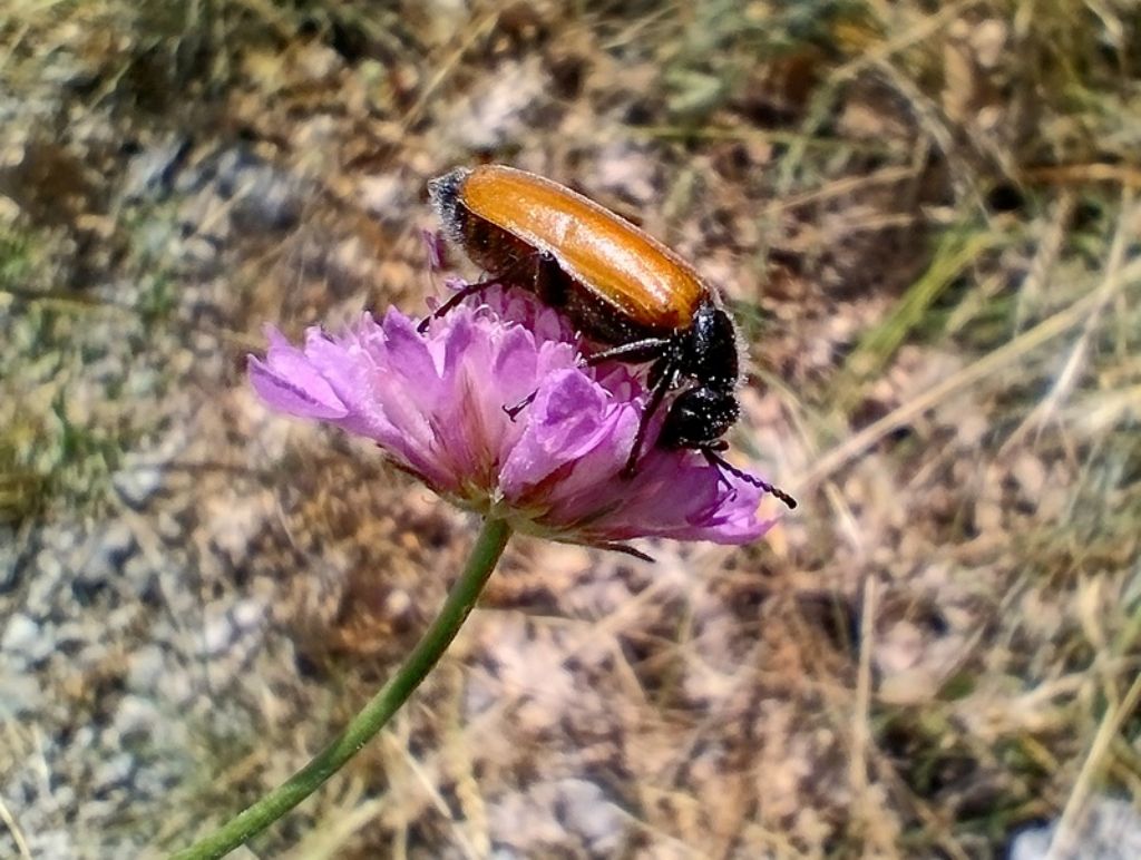 di che insetto si tratta ? Meloidae, Lydus trimaculatus italicus.